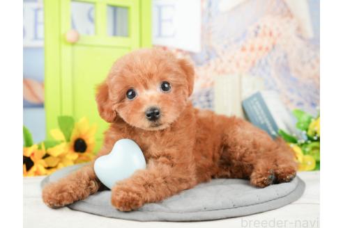 成約済の千葉県のトイプードル-377611の4枚目